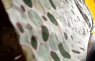 XXX Tigr, el rey Paul, R.J. Reynolds peliculas xxx español latino en una escena de sexo clásico